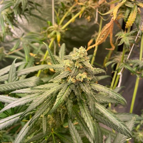 Unknown strain growlog timeline photo
