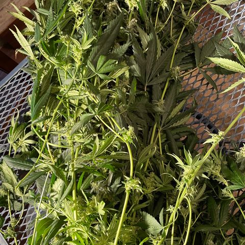 Unknown strain growlog timeline photo
