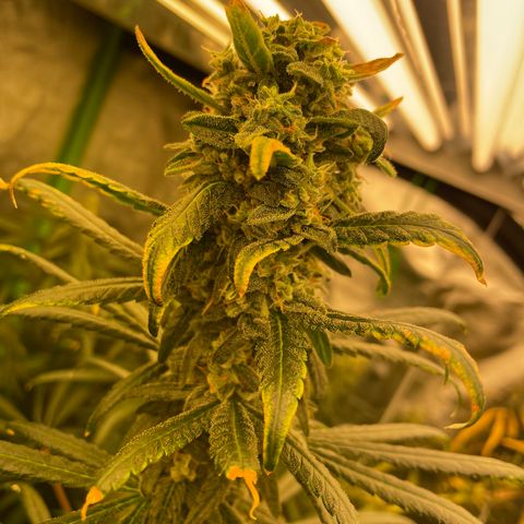 Unknown strain growlog timeline photo