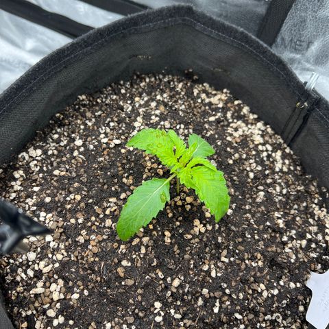 Pineapple Runtz Auto growlog photo: The One of the girl have weird mutation I think... 