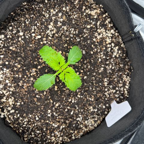 Pineapple Runtz Auto growlog photo: The One of the girl have weird mutation I think... 