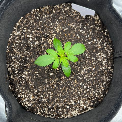 Pineapple Runtz Auto growlog photo: The One of the girl have weird mutation I think... 