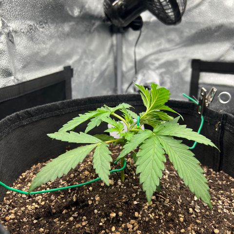 Pineapple Runtz Auto growlog photo: LST