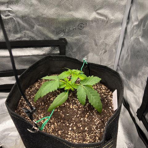 Pineapple Runtz Auto growlog photo: LST