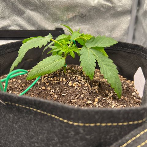 Pineapple Runtz Auto growlog photo: LST