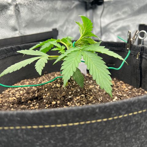 Pineapple Runtz Auto growlog photo: LST