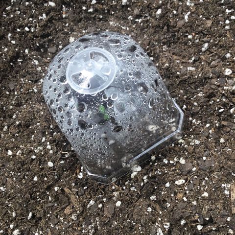 Gorillia Zkittles #1 growlog photo: New seedling
