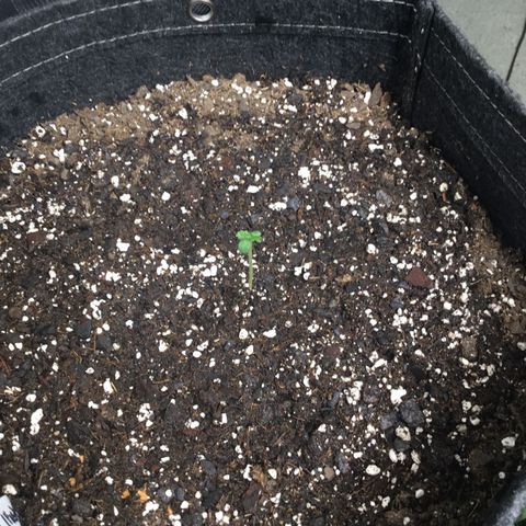 Gorillia Zkittles #1 growlog photo: Showing off her new growth and height.