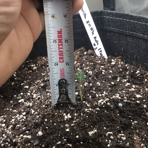 Gorillia Zkittles #1 growlog photo: Showing off her new growth and height.
