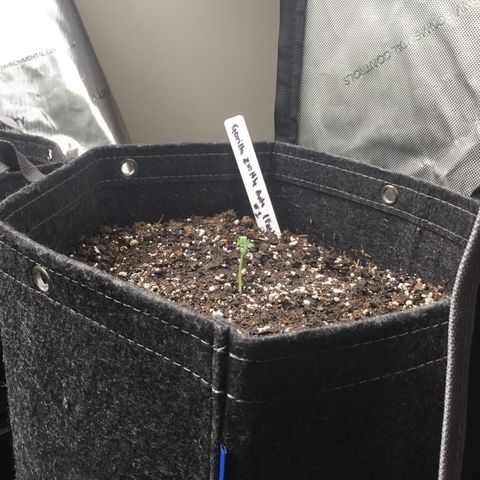 Gorillia Zkittles #1 growlog photo: Showing off her new growth and height.