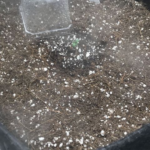 Gorillia Zkittles #2 growlog photo: She poked her head and she’s looking happy. She starting her journey as a seedling.