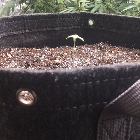 Gorillia Zkittles #2 growlog photo: It’s been four days since she poked her head out and today she’s getting watered and measured. She still looks happy and growing strong.
