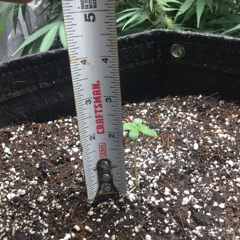 Gorillia Zkittles #2 growlog photo: It’s been four days since she poked her head out and today she’s getting watered and measured. She still looks happy and growing strong.