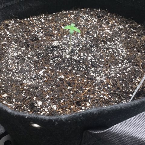 Gorillia Zkittles #2 growlog photo: It’s been four days since she poked her head out and today she’s getting watered and measured. She still looks happy and growing strong.