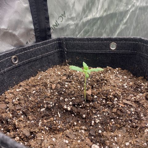 Gorillia Zkittles #1 growlog photo: Her first set of true leaves are shaped funny and a weird light green stripe.