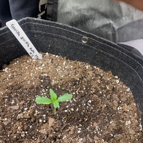 Gorillia Zkittles #1 growlog photo: Her first set of true leaves are shaped funny and a weird light green stripe.