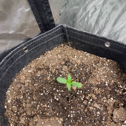 Gorillia Zkittles #1 growlog photo: Her first set of true leaves are shaped funny and a weird light green stripe.