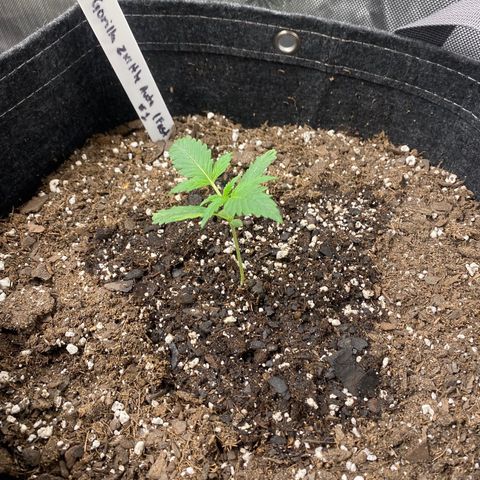 Gorillia Zkittles #1 growlog photo: The last to pop and the smallest one. Seems to have a slight deformity on her first true leaves. All leaves after appear to be growing correctly.