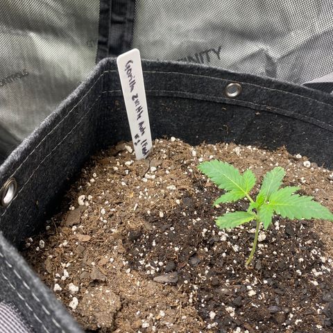 Gorillia Zkittles #1 growlog photo: The last to pop and the smallest one. Seems to have a slight deformity on her first true leaves. All leaves after appear to be growing correctly.