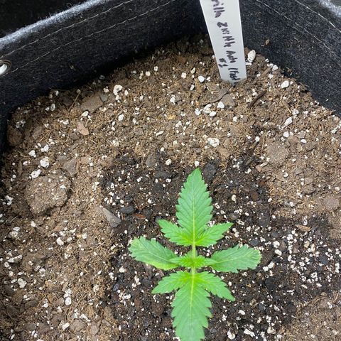 Gorillia Zkittles #1 growlog photo: The last to pop and the smallest one. Seems to have a slight deformity on her first true leaves. All leaves after appear to be growing correctly.