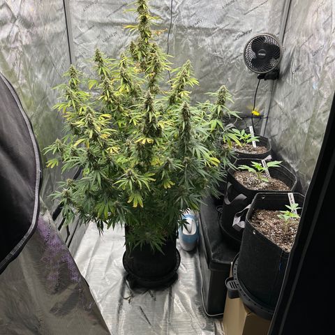Gorillia Zkittles #1 growlog photo: Not the best picture but as you can see all 3 GZs look happy and are thriving.