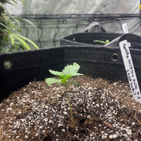 Gorillia Zkittles #2 growlog photo: Happy, healthy, green!