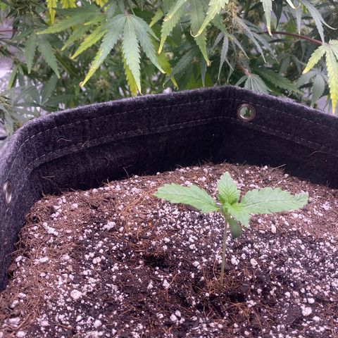 Gorillia Zkittles #2 growlog photo: Happy, healthy, green!