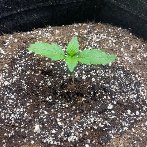 Gorillia Zkittles #2 growlog photo: Happy, healthy, green!