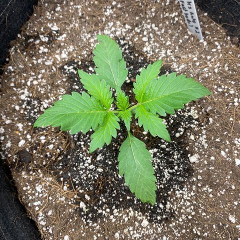 Gorillia Zkittles #2 growlog photo: Has a nice lush green color and good leaf formation. All and all she’s looking happy.