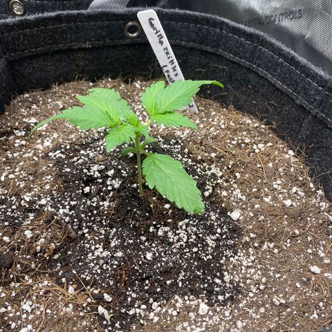 Gorillia Zkittles #2 growlog photo: Has a nice lush green color and good leaf formation. All and all she’s looking happy.