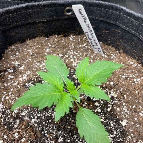 Gorillia Zkittles #2 growlog photo: Has a nice lush green color and good leaf formation. All and all she’s looking happy.