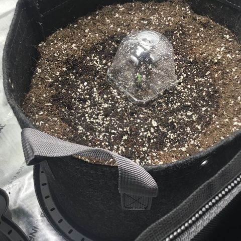 Gorillia Zkittles #3 growlog photo: She has joined the party!