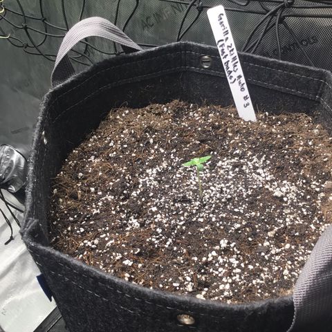 Gorillia Zkittles #3 growlog photo: Showing off her height and new growth.