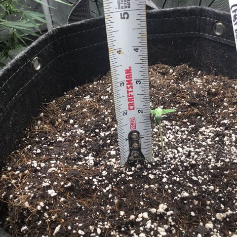 Gorillia Zkittles #3 growlog photo: Showing off her height and new growth.