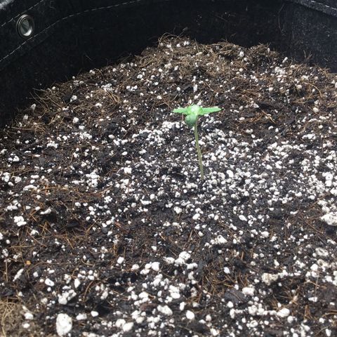 Gorillia Zkittles #3 growlog photo: Showing off her height and new growth.