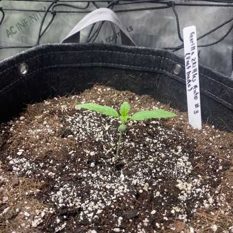 Gorillia Zkittles #3 growlog photo: Healthy nd happy with hands high in the sky.