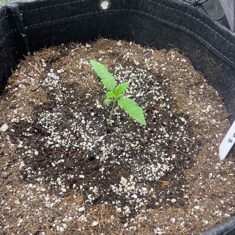 Gorillia Zkittles #3 growlog photo: Healthy nd happy with hands high in the sky.