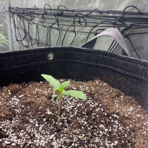 Gorillia Zkittles #3 growlog photo: Healthy nd happy with hands high in the sky.
