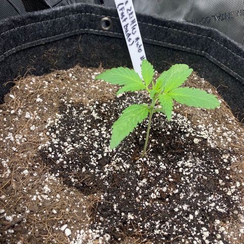 Gorillia Zkittles #3 growlog photo: Nice lush green, good formation and leaf structure. She’s the best looking out the bunch thus far.