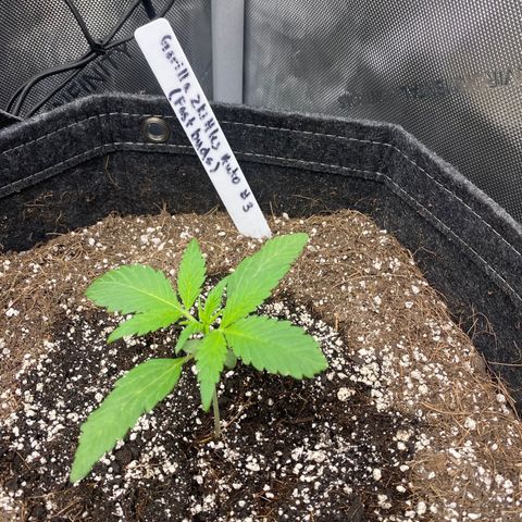 Gorillia Zkittles #3 growlog photo: Nice lush green, good formation and leaf structure. She’s the best looking out the bunch thus far.