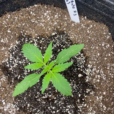 Gorillia Zkittles #3 growlog photo: Nice lush green, good formation and leaf structure. She’s the best looking out the bunch thus far.