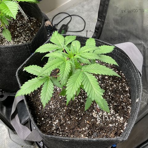 Gorillia Zkittles #1 growlog photo: She is still a little behind her other sisters but going strong.