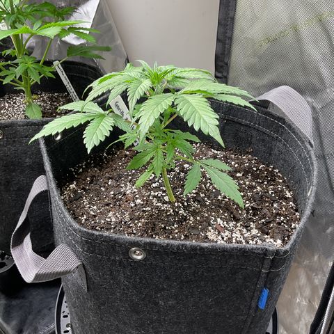 Gorillia Zkittles #1 growlog photo: She is still a little behind her other sisters but going strong.