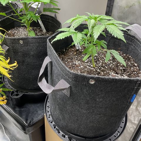 Gorillia Zkittles #1 growlog photo: She is still a little behind her other sisters but going strong.