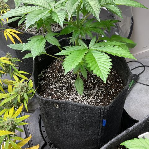 Gorillia Zkittles #2 growlog photo: The prize of the litter, she is growing vigorously and has beautiful color and structure. Very pleased so far with her progress.