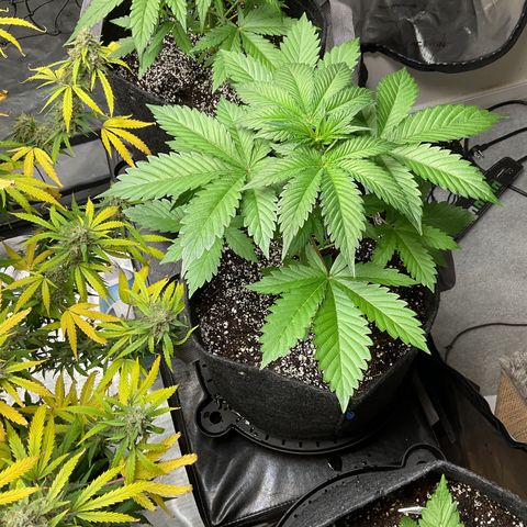 Gorillia Zkittles #2 growlog photo: The prize of the litter, she is growing vigorously and has beautiful color and structure. Very pleased so far with her progress.