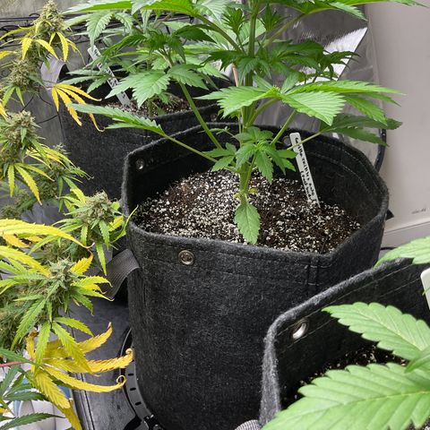 Gorillia Zkittles #2 growlog photo: The prize of the litter, she is growing vigorously and has beautiful color and structure. Very pleased so far with her progress.