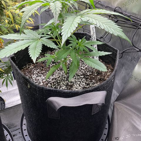 Gorillia Zkittles #3 growlog photo: She’s beautiful and is growing just as fast as GZ#2. What I noticed is her leaf is skinner and longer than GZ#2.