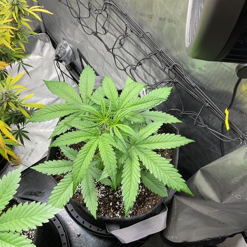 Gorillia Zkittles #3 growlog photo: She’s beautiful and is growing just as fast as GZ#2. What I noticed is her leaf is skinner and longer than GZ#2.