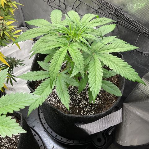 Gorillia Zkittles #3 growlog photo: She’s beautiful and is growing just as fast as GZ#2. What I noticed is her leaf is skinner and longer than GZ#2.